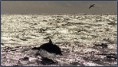 Observando cetaceos na costa Vicentina